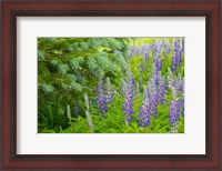 Framed Close-Up Of Lupine And Pine Tree Limbs