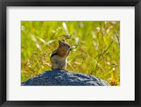 Framed Golden-Mantled Ground Squirrel Eating Grass Seeds