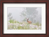 Framed Male Mule Deer In A Foggy Meadow