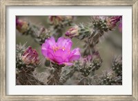 Framed Tree Cholla Cactus In Bloom