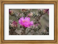 Framed Tree Cholla Cactus In Bloom