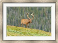 Framed Bull Elk In Velvet Walking