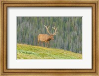 Framed Bull Elk In Velvet Walking