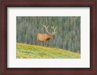 Framed Bull Elk In Velvet Walking