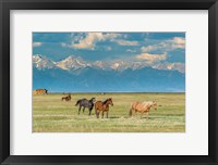 Framed Heard Of Horses In Hayfield, San Luis Valley