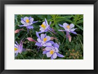 Framed Colorado Columbine