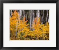 Framed Autumn Aspen Grove In The Grand Mesa National Forest