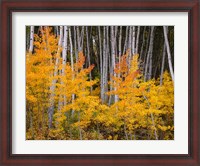 Framed Autumn Aspen Grove In The Grand Mesa National Forest