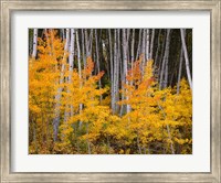 Framed Autumn Aspen Grove In The Grand Mesa National Forest