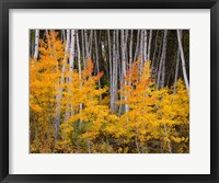 Framed Autumn Aspen Grove In The Grand Mesa National Forest