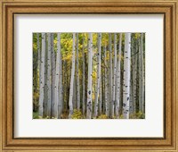 Framed Aspen Displays Fall Color In The West Elk Mountains