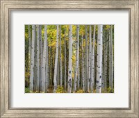 Framed Aspen Displays Fall Color In The West Elk Mountains