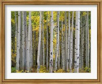 Framed Aspen Displays Fall Color In The West Elk Mountains