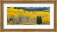 Framed Autumn Grove Panorama At The Base Of The Ruby Range