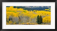 Framed Autumn Grove Panorama At The Base Of The Ruby Range