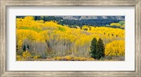 Framed Autumn Grove Panorama At The Base Of The Ruby Range