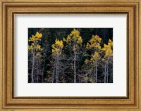 Framed Autumn Yellow Aspen In The Uncompahgre National Forest