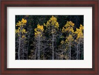 Framed Autumn Yellow Aspen In The Uncompahgre National Forest
