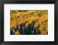 Framed Golden Aspen Of The Uncompahgre National Forest