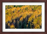 Framed Golden Aspen Of The Uncompahgre National Forest