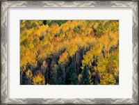 Framed Golden Aspen Of The Uncompahgre National Forest