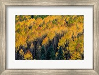 Framed Golden Aspen Of The Uncompahgre National Forest