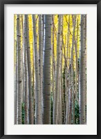 Framed Gathering Of Yellow Aspen In The Uncompahgre National Forest