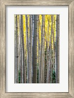 Framed Gathering Of Yellow Aspen In The Uncompahgre National Forest