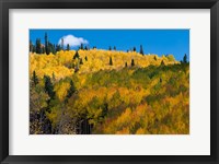 Framed Golden Landscape If The Uncompahgre National Forest