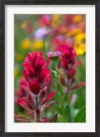 Framed Alpine Wildflowers With Paintbrush