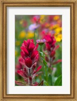 Framed Alpine Wildflowers With Paintbrush