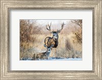 Framed Buck And Doe Mule Deer