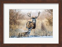 Framed Buck And Doe Mule Deer