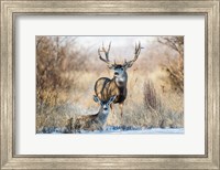 Framed Buck And Doe Mule Deer