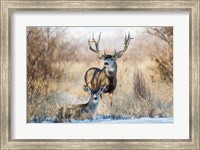 Framed Buck And Doe Mule Deer