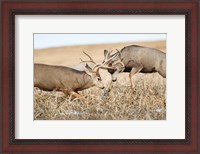 Framed Mule Deer Bucks Fighting