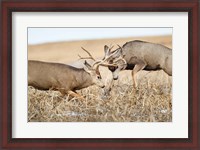 Framed Mule Deer Bucks Fighting