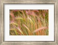 Framed Fox-Tail Barley, Routt National Forest, Colorado