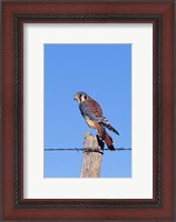 Framed American Kestrel