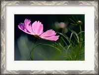 Framed Close-Up Of Cosmos Flower And Bud