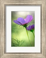 Framed Close-Up Of Purple Cosmos Flowers