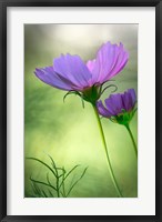 Framed Close-Up Of Purple Cosmos Flowers