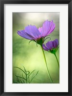 Framed Close-Up Of Purple Cosmos Flowers