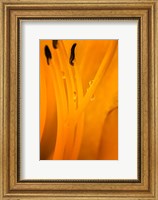 Framed Inside Of A Day Lily Plant