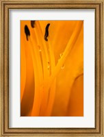 Framed Inside Of A Day Lily Plant