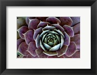 Framed Close-Up Of Hen And Chick Plant