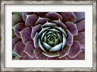 Framed Close-Up Of Hen And Chick Plant