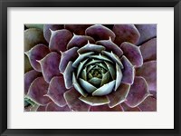 Framed Close-Up Of Hen And Chick Plant