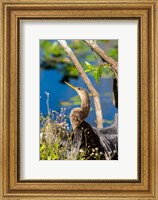Framed Anhinga In Everglades NP, Florida