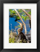 Framed Anhinga In Everglades NP, Florida